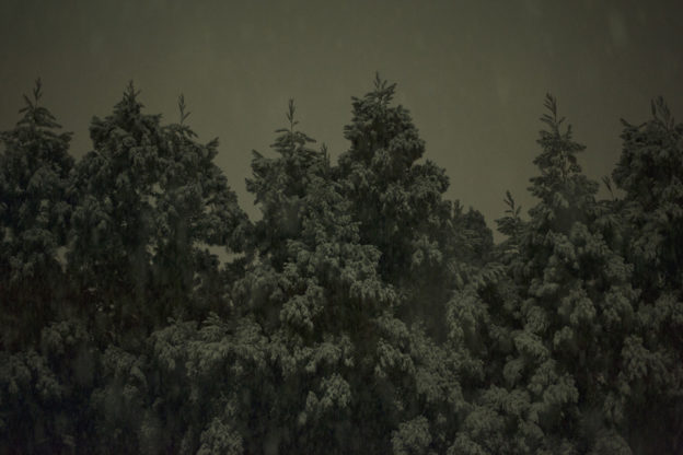 Snow trees