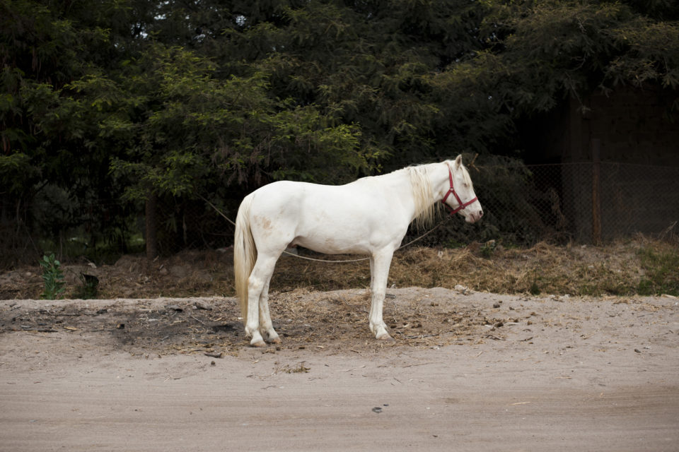 San Miguel de Azapa, cheval albinos 